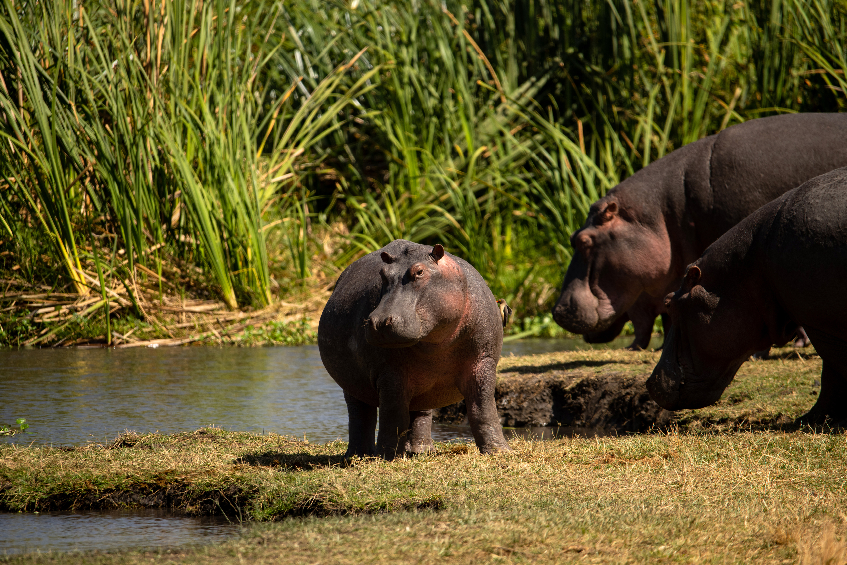 Hippos in the Ngorongoro Conservation Area